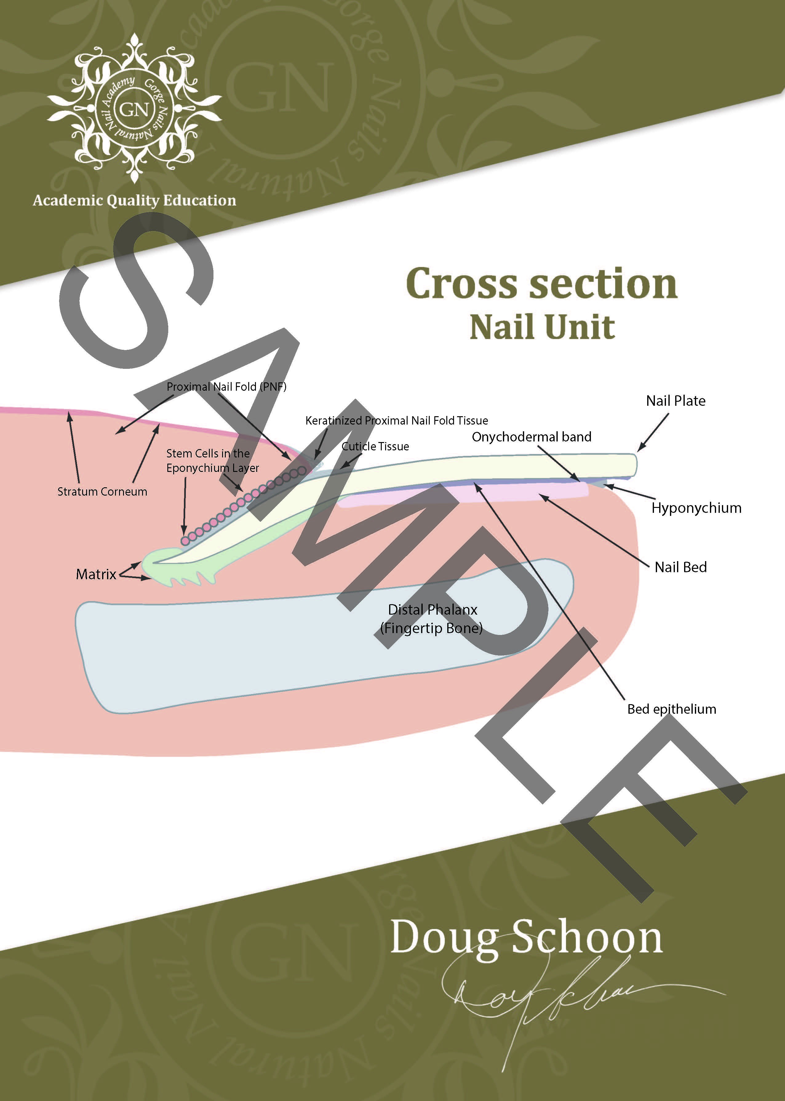 Cross section Nail Unit A4 Poster ENG 1