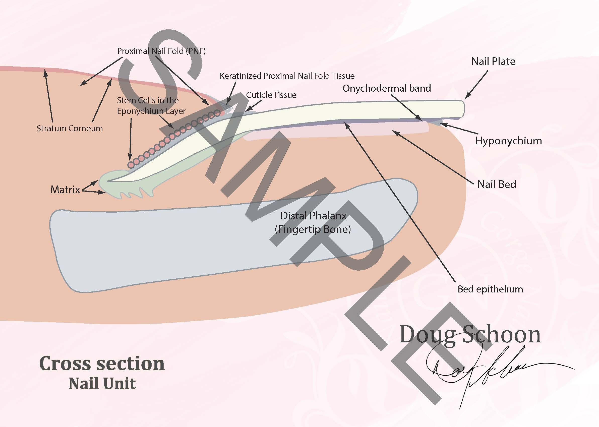 Cross section Nail Unit A4 Poster ENG 2