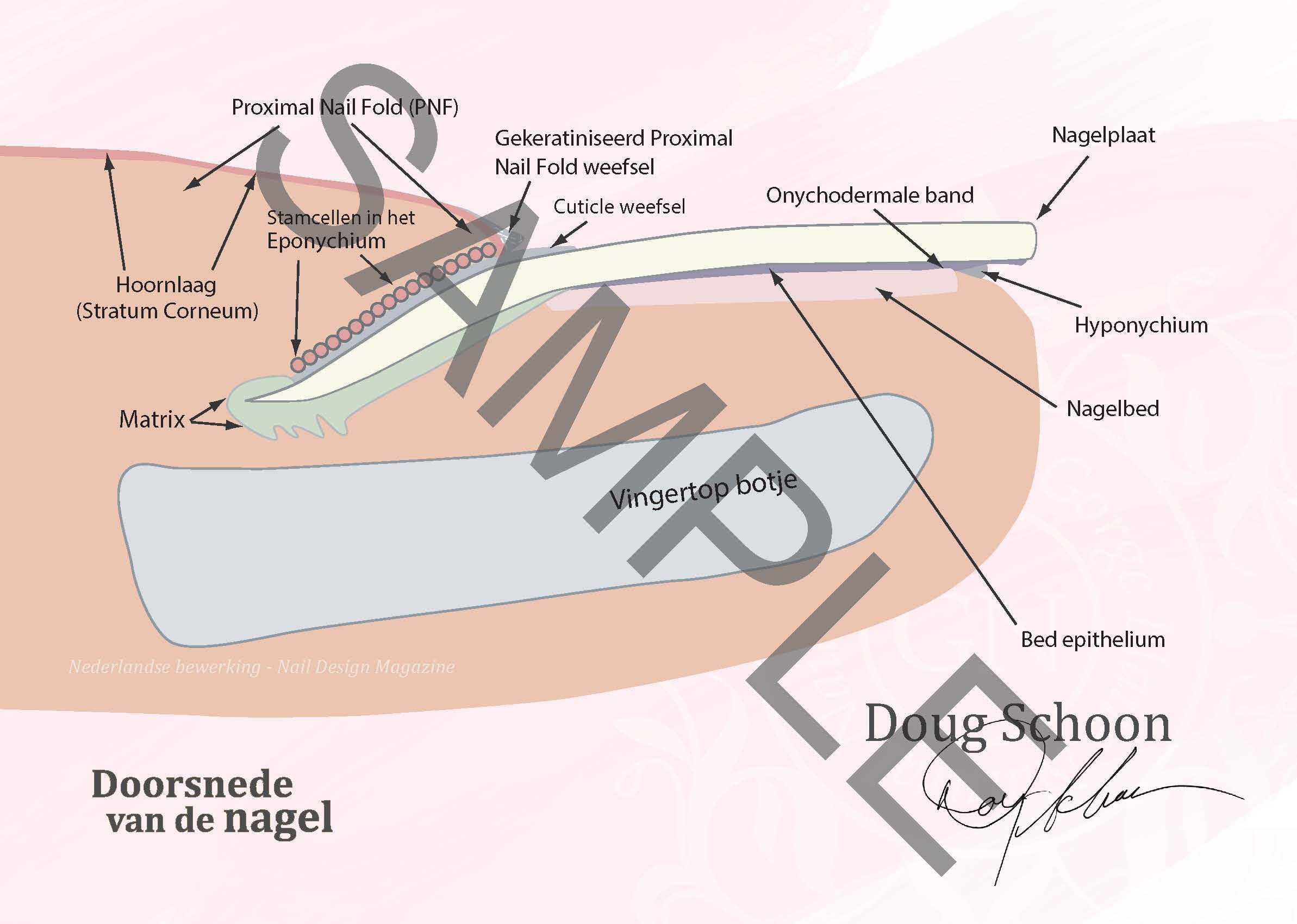 Doorsnede van de nagel A4 Poster NL 2 